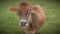 Brown cow agriculture dairy farm livestock close-up animal face