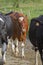 Brown Cow of Asturias (Northern Spain).