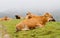 Brown Cow of Asturias (Northern Spain).