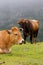Brown Cow of Asturias (Northern Spain).