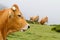 Brown Cow of Asturias (Northern Spain).