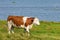 Brown cow at the beach meadow