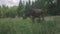 Brown cow with a bell on her neck grazes on a summer mountain meadow on a sunny day.