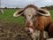 A brown cow with big horns licks its nose