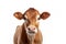 Brown Cow or bullock farm portrait looking at camera isolated on clear png background, funny moment, Farmland animals concept,