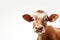 Brown Cow or bullock farm portrait looking at camera isolated on clear png background, funny moment, Farmland animals concept,