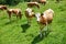 Brown cow calf herd on green austrian pasture