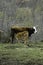 Brown cow and calf suckling in a prairie