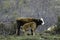 Brown cow and calf suckling in a prairie