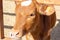 Brown cow is close up. Funny curious cow. Farm animals. Cow standing in the farm. The cow licks tongue. Pets concept. Background