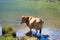 Brown cow drinking water in Enol Lake, Covadonga Lakes, Asturias, Spain