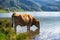 Brown cow drinking water in Ercina Lake, Covadonga Lakes, Asturias, Spain
