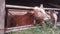 brown cow eat grass at the qurban animal trade