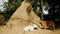 Brown cow eating hay and white cow lying down at the foot of a tall haystack