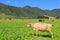 Brown cow on farm with mountains in the background