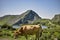 A brown cow feeding in a mountain next to a lake