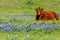 Brown Cow in a Field of Bluebonnet Wildflowers, Texas