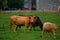 Brown cow graze in a meadow, Latvia