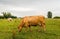 Brown cow grazes in the floodplains of Dutch river