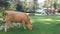 A brown cow grazes near the Playground. Life in the country. Funny shot