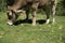 brown cow grazing on fenced farm  huesca  spain