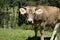 brown cow grazing on fenced farm  huesca  spain