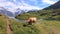 Brown cow grazing in front of Alpine Bachalpsee lake in Switzerland. Snow-capped mountains Eiger, Jungfrau, and Monch in backgroun