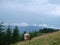 Brown cow grazing on a highland pasture covered with motley grass and wild mountain flowers, Carpathian