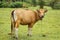 Brown cow grazing in a meadow