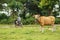 Brown cow grazing in a meadow