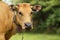 Brown cow grazing in a meadow