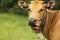 Brown cow grazing in a meadow