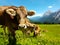 Brown cow grazing on meadow in mountains. Cattle on a pasture