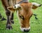 Brown Cow Grazing in Pasture with Birds