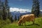 Brown cow grazing on pastures of highlands in mountains