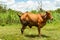 Brown cow on green grass field,