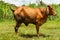 Brown cow on green grass field,