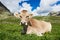 Brown cow on green grass pasture