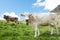 Brown cow on green grass pasture