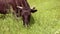 Brown cow with horns eating grass on a green meadow on a sunny day