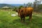 A Brown Cow in a Mountain Meadow