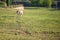 Brown cow pasturing on a green grass meadow field