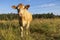 brown cow photographed close up