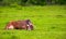 Brown cow rests on a grassy meadow