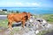 Brown cow, Rodrigues Island