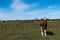 Brown cow standing in a colorful grassland