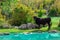 Brown cow standing on the edge of a bright blue tiny pond. Bright green colors of the sourrounding area, rocky pasture hidden in