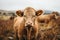 a brown cow standing in a grassy field