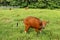 Brown cow standing in green field and defecate into tall grass. Young Heifer looks arround. Beef cattle tied with blue rope. Cow