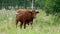 Brown cow standing in a green field with flowers